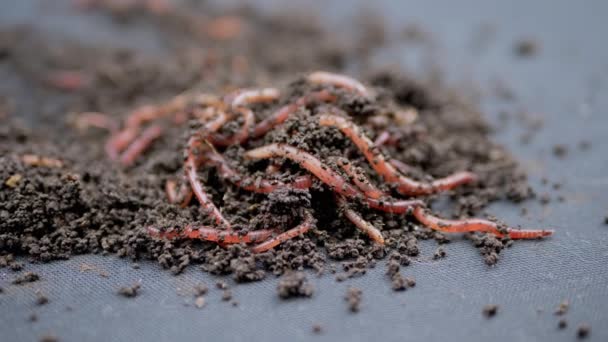 Zamknij Crawling Red Earthworms in Black Soil Izolowane na czarnym tle. Zwolnij trochę. Grupa wijących się dżdżownic w wilgotnym kompoście. Robaki rybackie. Czerwone robaki Dendrobaena. Rozluźnienie żyznej gleby. - Materiał filmowy, wideo