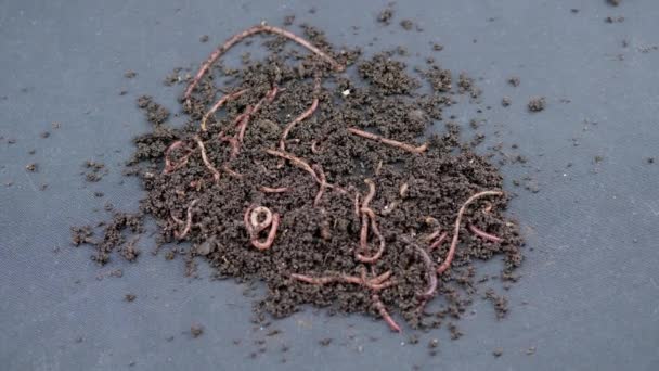 Close-up Kruipende rode aardwormen in zwarte bodem geïsoleerd op zwarte achtergrond. Langzame beweging. Een groep wriemelende regenwormen in natte compost. Viswormen. Rode wormen Dendrobaena. Het losmaken van vruchtbare grond. - Video