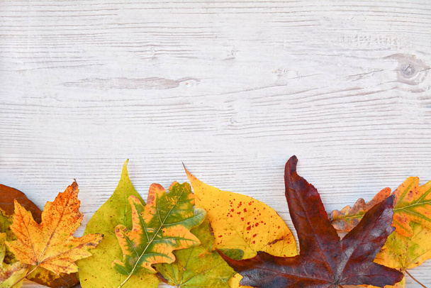 beautiful autumn leaves on a wooden background - Foto, afbeelding