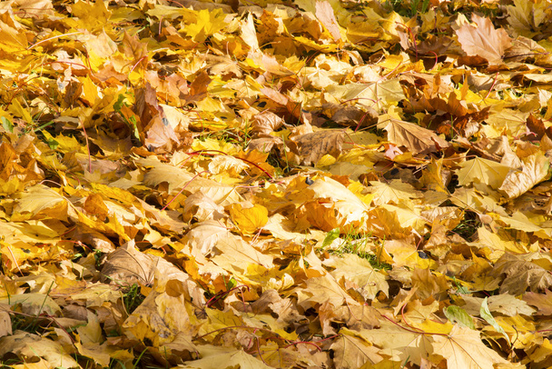 Прекрасне жовте осіннє листя
 - Фото, зображення