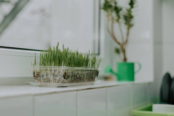 緑の花瓶の散水で花と透明なプラスチック容器に発芽したオート麦は、フィールドの深さとぼやけた背景を持つ白いタイル張りの窓の上に立つことができ、下からのクローズアップビュー。園芸の概念. - 写真・画像
