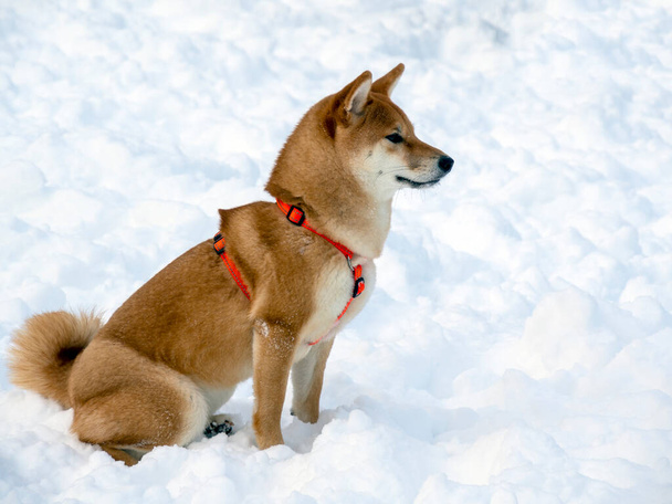 Japanese red coat dog is in winter forest. Portrait of beautiful Shiba inu male standing in the forest on the snow and trees background. High quality photo. Walk in winter - Photo, Image