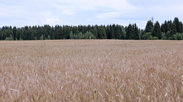 Zralé pšenice uši - Fotografie, Obrázek