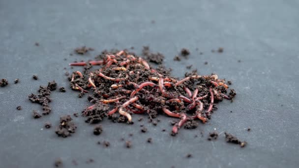 Lähikuva Crawling Red Earthworms mustalla maaperällä eristetty musta tausta. Hidasta vauhtia. Ryhmä kiemurtelevia lieroja märässä kompostissa. Kalastusmatoja. Punaiset madot Dendrobaena. Hedelmällisen maaperän irtoaminen. - Materiaali, video