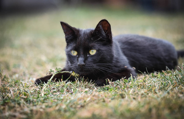 Mladá černá kočka se zelenýma očima ležící na trávě v létě a sledující - Fotografie, Obrázek
