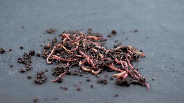 Κοντινό πλάνο Σύρσιμο Red Earthworms σε μαύρο έδαφος απομονωμένο σε μαύρο φόντο. Αργή κίνηση. Μια ομάδα γαιοσκωλήκων σε υγρό λίπασμα. Ψαρεύουν σκουλήκια. Κόκκινα σκουλήκια Dendrobaena. Χαλάρωση γόνιμου εδάφους. - Πλάνα, βίντεο