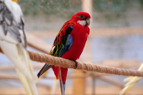 Beautiful parrots with colorful feathers sits on a rope - Foto, afbeelding