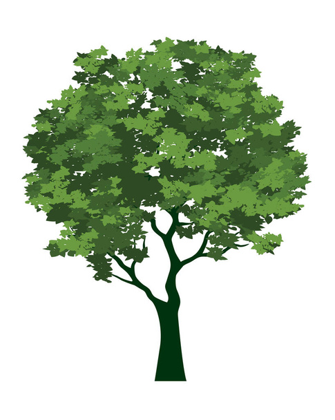 Spring tree full of green leaves. Vector Illustration - Вектор,изображение