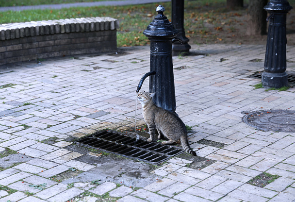 Eau potable de chat provenant d'une colonne d'eau
 - Photo, image