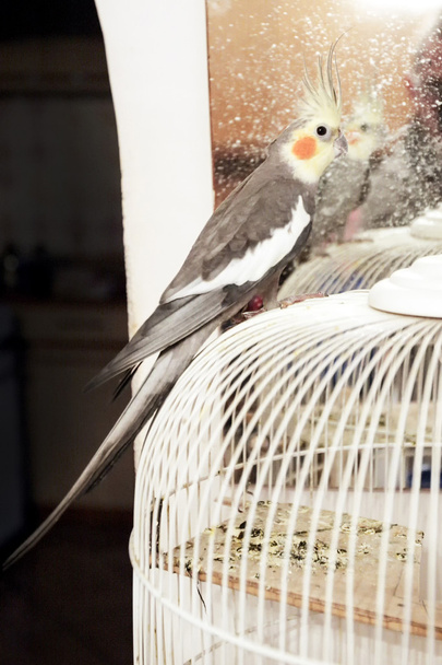 παπαγάλο cockatiel - Φωτογραφία, εικόνα