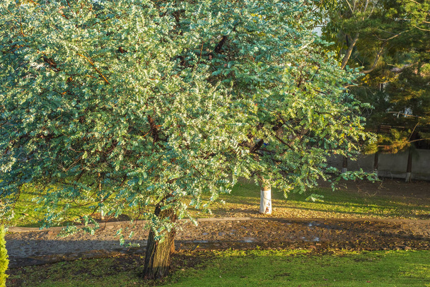 Срібний Долар Евкаліпт з прекрасним листям. Eucalyptus Cinerea, Argyle apple, Canberra blue gum. - Фото, зображення