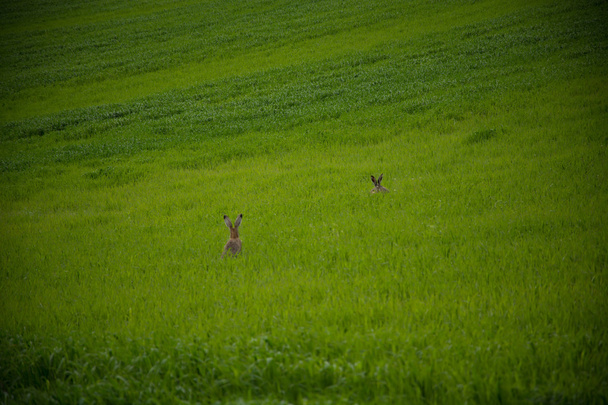Кролик стрибає на зеленому полі
 - Фото, зображення