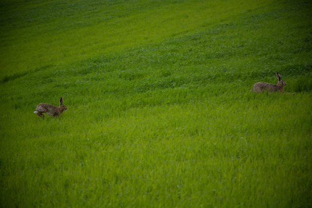 Rabbit jumping on a green field - Photo, Image