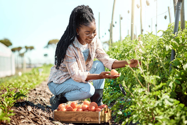 Happy farmer harvesting tomatoes. African american farmer looking at a tomato. Young farmer harvesting raw, ripe tomatoes. Farmer harvesting organic tomatoes. Woman working on a farm. - Foto, Imagen