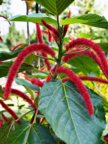Closeup red flowers Acalypha hispida chenille plant in garden with soft selective focus for pretty background ,macro image ,delicate beauty of nature ,free copy space for letter ,tropical plants  - Foto, Imagen