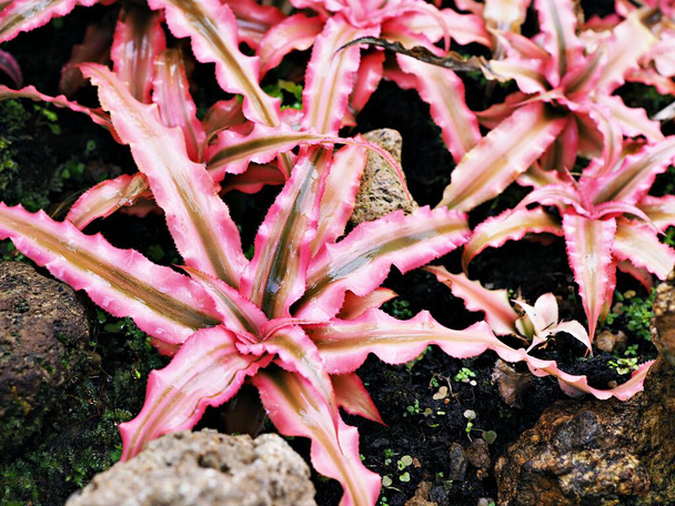Succulent plant ,Pink star ,Cryptanthus Bivittatus pink Elaine ,Bromeliads ,Bromeliaceae ,Pink Starlite Starlight, Neoregelia hybrid  - Photo, Image