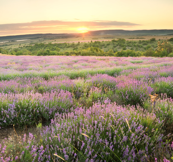 Meadow of lavender. - Fotó, kép