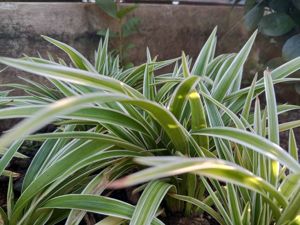 Plant decorative green spider plants in a beautiful and attractive garden  - Photo, Image