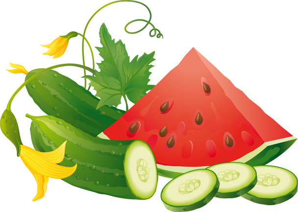plakjes komkommer en watermeloen - Vector, afbeelding