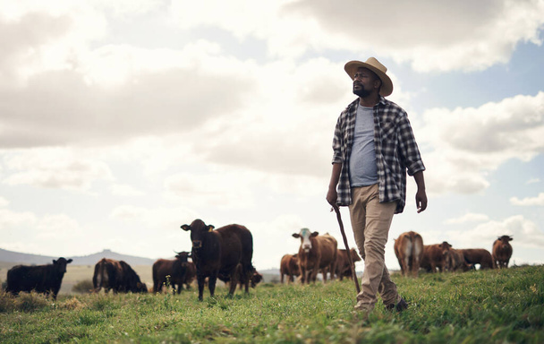 Tráva je způsob, jak růst. zralý muž pracující na kravské farmě - Fotografie, Obrázek