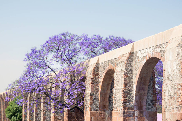 Мексиканский акведук Керетаро с якарандой и фиолетовыми цветами - Фото, изображение