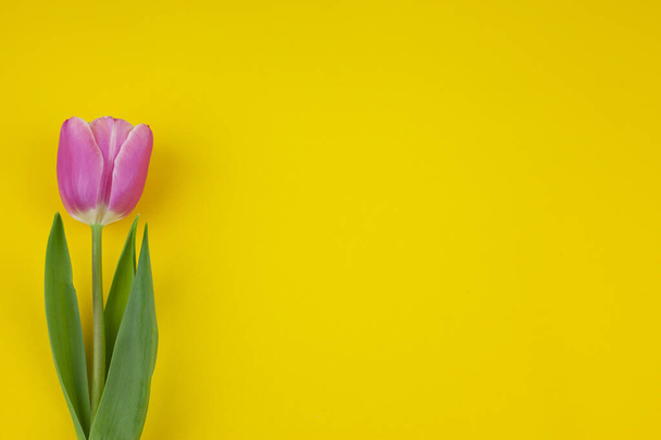 tulipán rosa sobre fondo amarillo - Foto, imagen