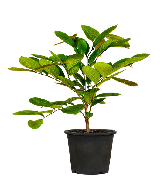 Pino bonsái verde en maceta de plástico aislado en blanco. Concepto ecológico con espacio de copia para el diseño de texto o obra de arte - Foto, imagen