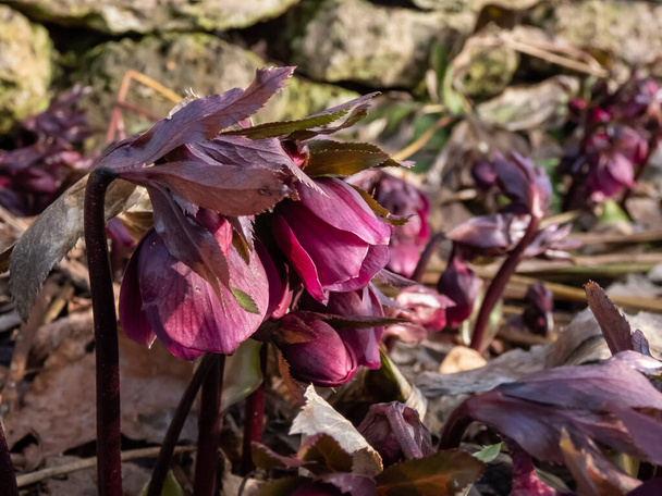 Primer plano del hellebore púrpura (helleborus purpurascens) florin en el jardín rodeado de hojas secas a principios de primavera - Foto, Imagen