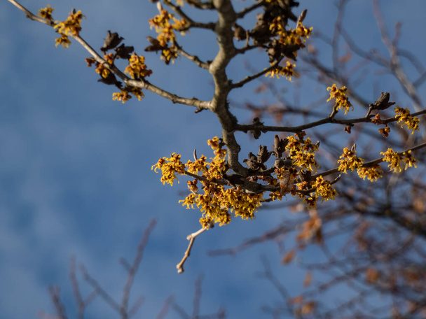Japon cadı fındığı (Hamamelis japonica) çıplak dallarına yakın çekim sarı çiçek açar. - Fotoğraf, Görsel