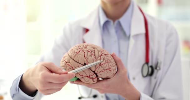 Doctor mostrando la estructura del cerebro en el modelo anatómico de primer plano de órganos humanos. Película 4k en cámara lenta. Diagnóstico y tratamiento de enfermedades del sistema nervioso central - Metraje, vídeo