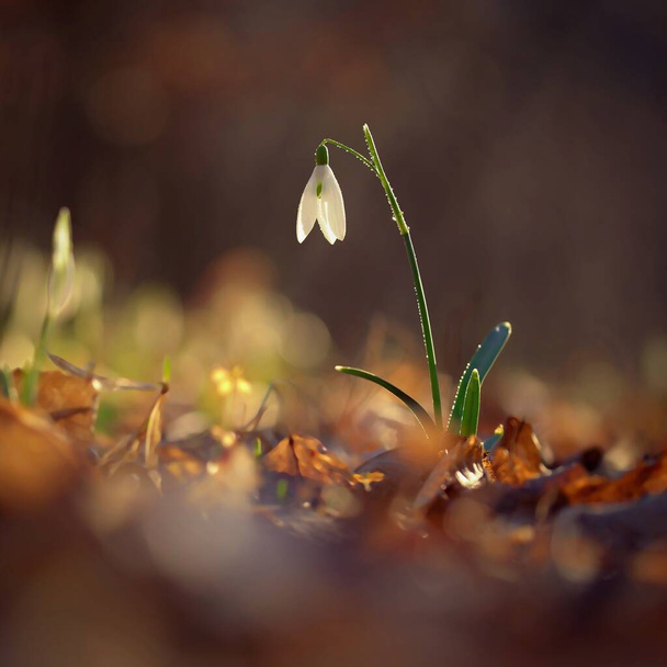 Весенний красочный фон с цветком - растение. Прекрасная природа в весеннее время. Снеговик (Galanthus nivalis). - Фото, изображение