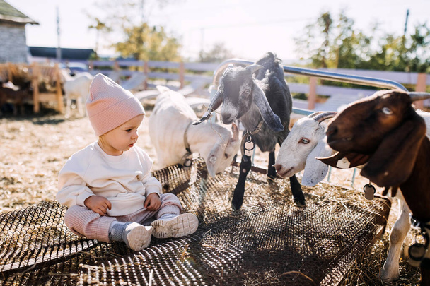 Ребенок в зоопарке сидит рядом с козами, на открытом воздухе. - Фото, изображение