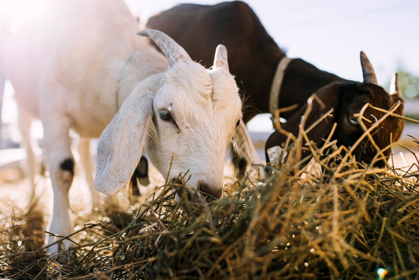 農場で干し草を食べるヤギ,日没の光で. - 写真・画像