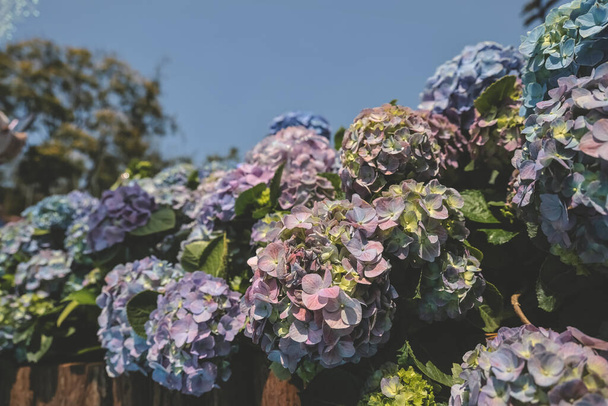 la couleur jardin hortensia, floraison dans le parc - Photo, image
