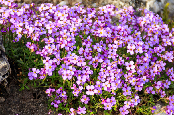 Purple flowers of Aubrieta pinardii in garden at spring - Photo, Image