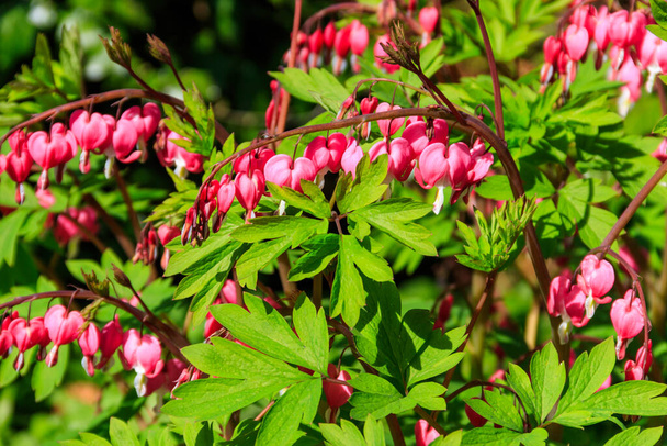 Bleeding Heart flowers (Lamprocapnos spectabilis или Dicentra Spectabilis) in garden at spring - Фото, изображение