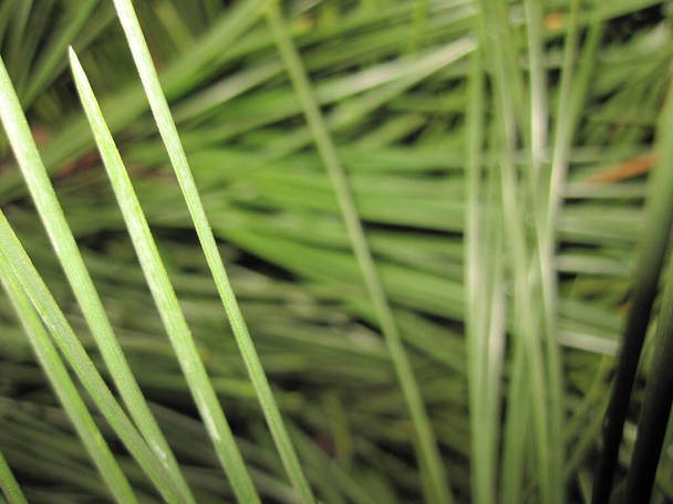 Aghi di pino verde sfocati - pianta, albero - Foto, immagini