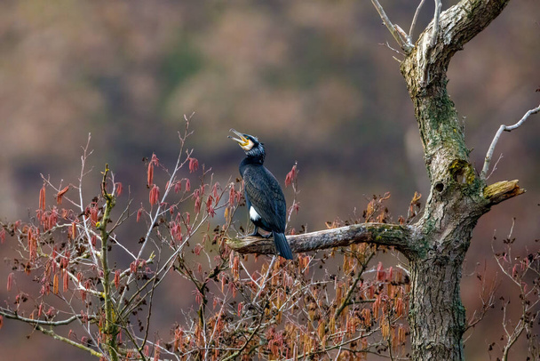 Cormorant in wilderness of the Werra River - Photo, Image