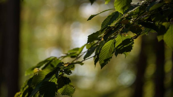 FORESTA DECIDUA - Foglie verdi all'ombra - Foto, immagini