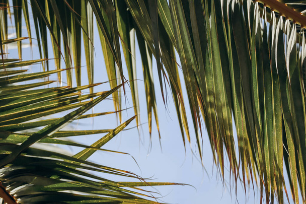 Palm leaves close up, play of light and shadow, blue sky behind - Foto, afbeelding
