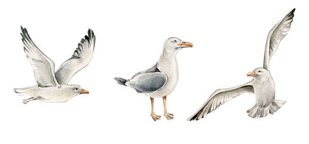 set of three seagulls in a white background - Photo, Image
