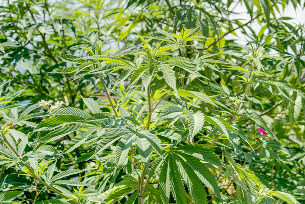 Folha de Cannabis, Dali, Yunnan, China
. - Foto, Imagem