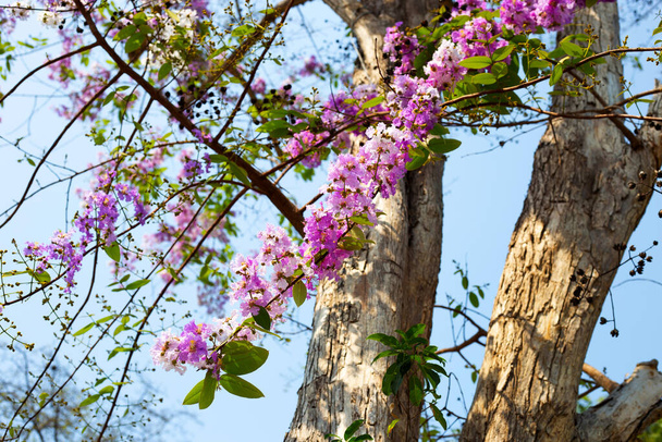 Thaimaalainen bungoripuu (Lagerstroemia loudonii Teijsm. & Binn) - Valokuva, kuva