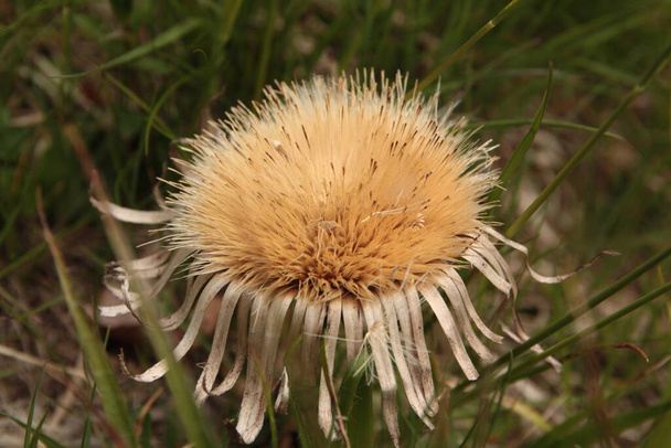 Чертополох бесстебельный - цветущее растение в семье Asteraceae - Фото, изображение