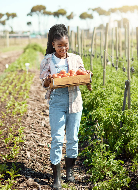 Heureux fermier portant une caisse de tomates fraîches. Agriculteurs récoltant des tomates biologiques. Fermier afro-américain marchant dans le jardin. Jeune agriculteur souriant récoltant des tomates. - Photo, image