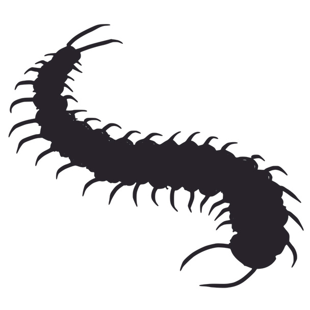 centipede - Vector, afbeelding