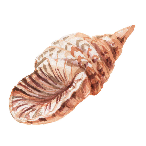 seashells shells marine nature aquatic underwater world wild nature Hand drawn watercolor illustration. Set isolated on white background sketch realistic style - Φωτογραφία, εικόνα