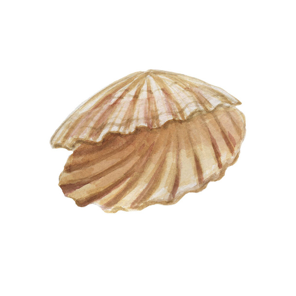 seashells shells marine nature aquatic underwater world wild nature Hand drawn watercolor illustration. Set isolated on white background sketch realistic style - Zdjęcie, obraz