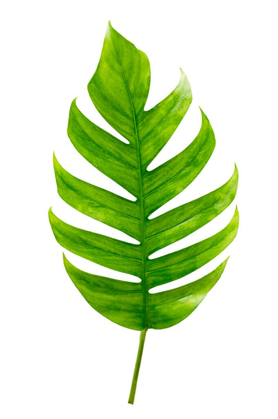 tropical jungle monstera leaves isolated on a white background - Photo, Image