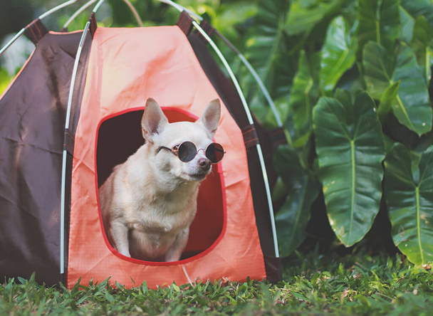 Portré barna rövid haj Chihuahua kutya visel napszemüveg ül iin narancs kemping sátor zöld füvön, szabadban, néz félre. A kedvtelésből tartott állatok szállítása. - Fotó, kép